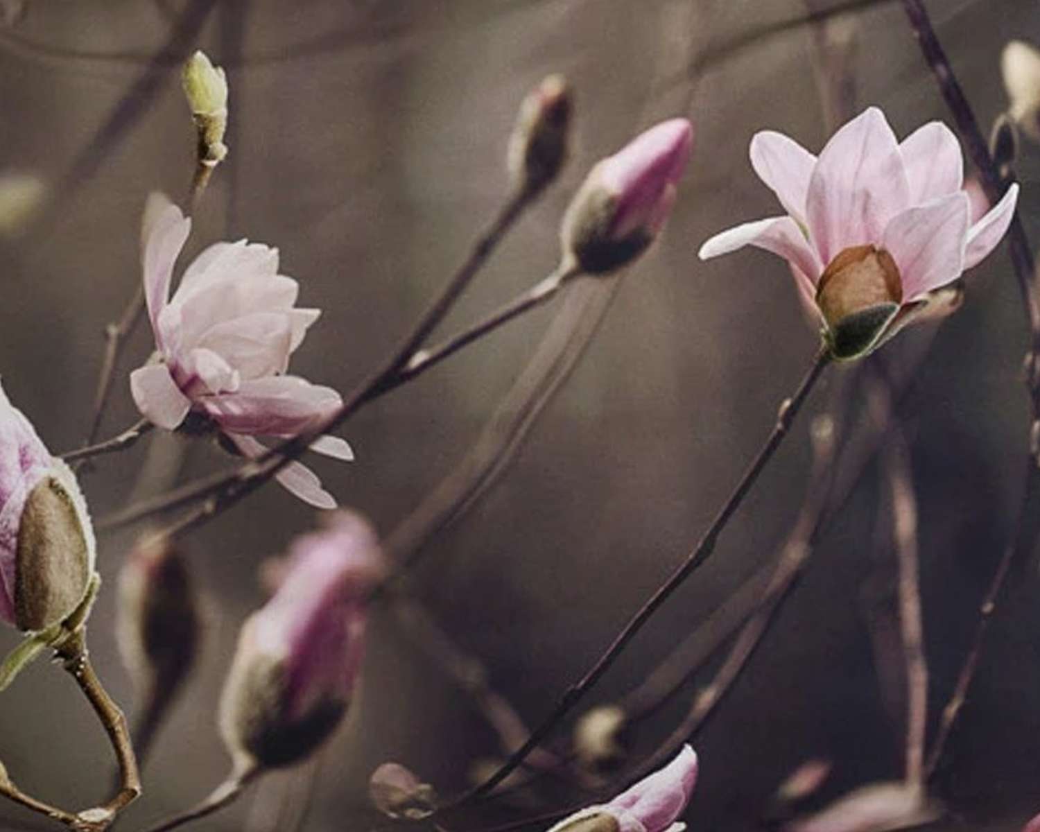 Dekbedovertrek Magnolia op bed