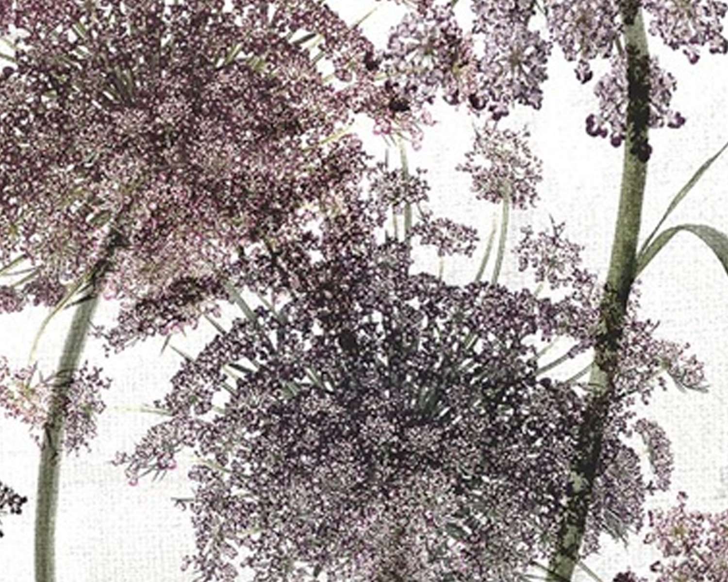 Dekbedovertrek Bloeiende berenklauw detail