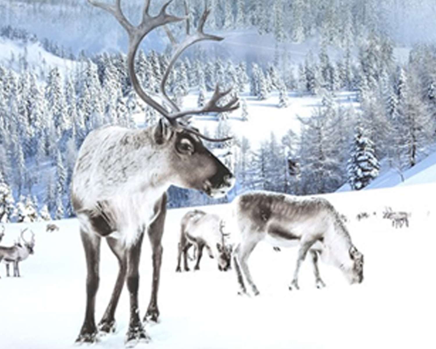 Dekbedovertrek Rensdieren detail